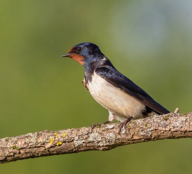 Ahır kırlangıcı, Kirundo Rustica. Şafakta, bir kuş güzel bir dala oturur.
