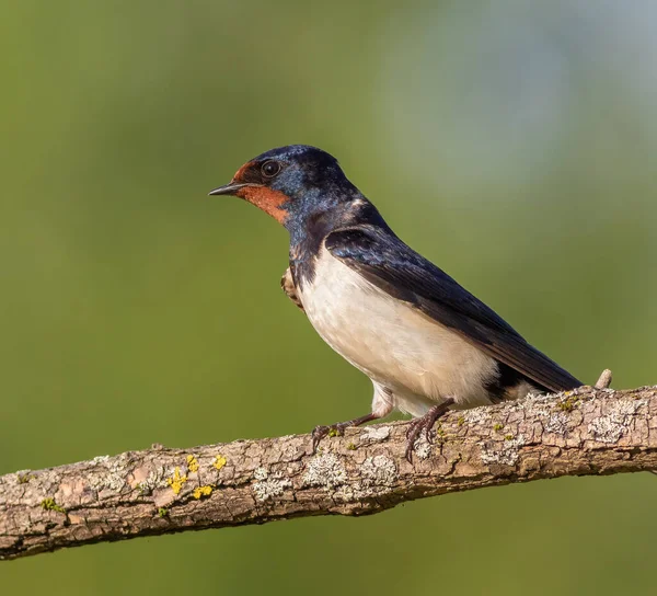 Barn Swallow Hirundo Rustica Dawn Bird Sits Beautiful Branch — Stock Photo, Image
