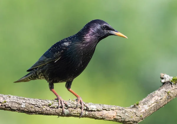 Hadi sığırcık, Sturnus vulgaris. Bir kuş güzel yeşil bir arka planda bir dala oturur.