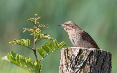 Avrasyalı boğucu, Jynx torquilla. Genç bir ağacın yanındaki kütükte bir kuş oturuyor.