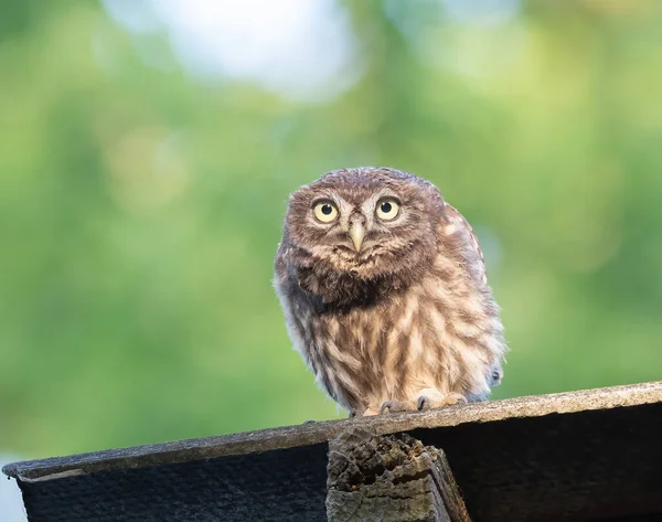Little Owl Athene Noctua Young Bird Sits Roof — Stock Photo, Image