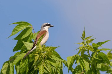 Kırmızı sırtlı örümcekkuşu, bir kuş gökyüzüne karşı bir ağaç dalında oturur.