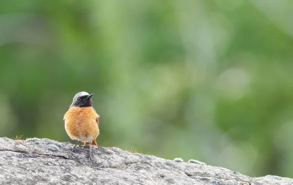Hausrotschwanz Phoenicurus Phoenicurus Ein Vogel Sitzt Auf Einem Felsen — Stockfoto