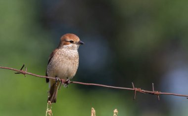 Kırmızı sırtlı örümcekkuşu, Lanius Collurio. Bir kuş dikenli tellere oturur