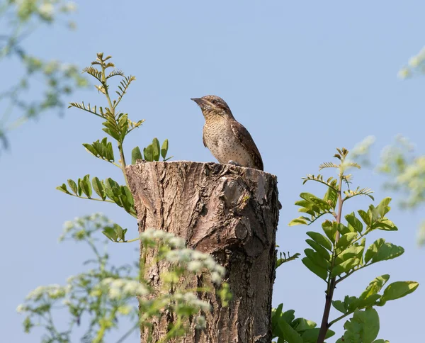 Eurasischer Ringelschwanz Jynx Torquilla Ein Vogel Sitzt Auf Einem Baumstumpf — Stockfoto