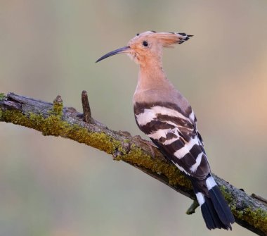 Eurasian hoopoe, Upupa epops. Early in the morning a bird sat on a beautiful branch