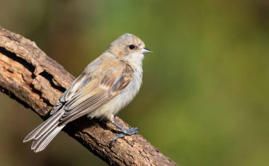 Eurasian penduline tit, Remiz pendulinus. A bird sitting on a branch on a beautiful green background