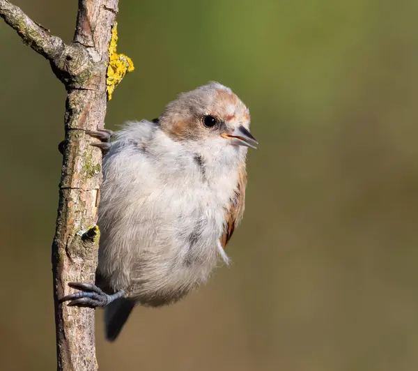 Eurasian Penduline Tit Remiz Pendulinus Bird Sits Branch Sings —  Fotos de Stock