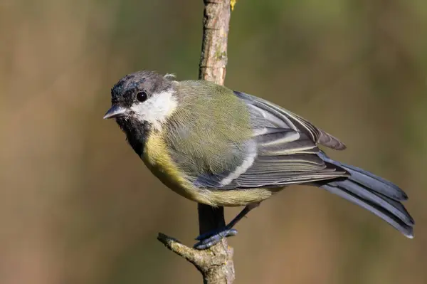 Great Tit Parus Major Bird Sits Branch Beautiful Blurred Background — Fotografia de Stock