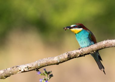 Avrupalı arı yiyici, Merops apiaster. Bir kuş bir dala tünemiş, avını tutuyor.