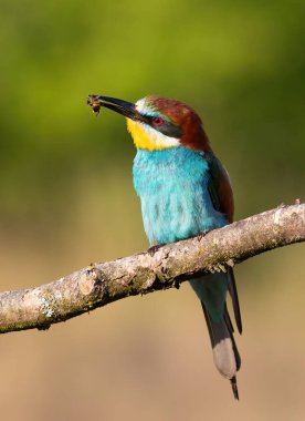 European bee-eater, Merops apiaster. Close-up of a bird on a beautiful background
