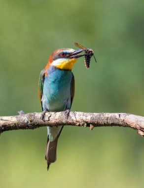 Avrupalı arı yiyici, Merops apiaster. Eşek arısını (Scolia hirta) gagasında tutan bir kuş.