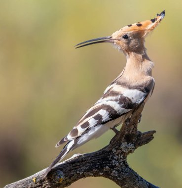 Eurasian hoopoe, Upupa epops. Early in the morning a bird sat on a beautiful branch