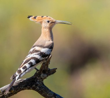 Eurasian hoopoe, Upupa epops. Early in the morning a bird sat on a beautiful branch