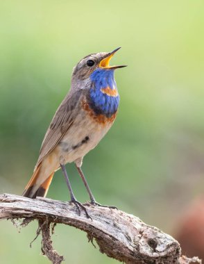 Bluethroat, Luscinia svecica. Şarkı söyleyen bir kuş bir dala oturur