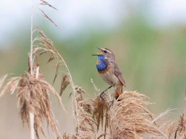 Bluethroat, Luscinia svecica. Şarkı söyleyen bir kuş sazlığın üstünde oturur.