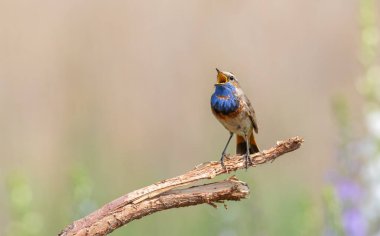 Bluethroat, Luscinia svecica. Şarkı söyleyen bir kuş bir dala oturur