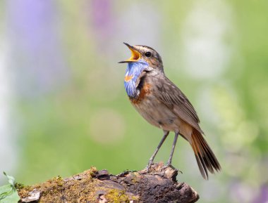 Bluethroat, Luscinia svecica. Şarkı söyleyen bir kuş güzel bir dala oturur.