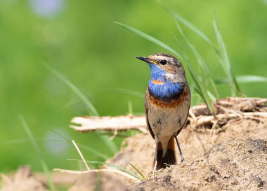 Bluethroat, Luscinia svecica. Bir kuş yerde oturuyor.