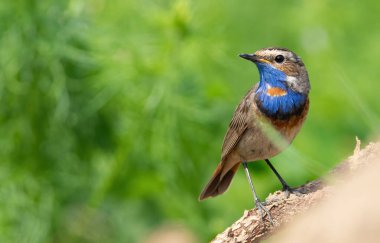 Bluethroat, Luscinia svecica. Bir kuş güzel bir dala oturur.