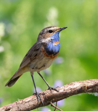 Bluethroat, Luscinia svecica. Bir kuş çiçek açan bir çayırdaki ağacın kökünde oturur.