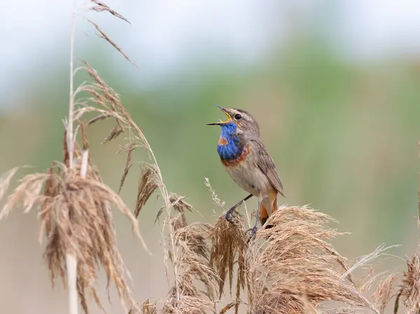 Bluethroat, Luscinia svecica. A singing bird sits on top of a reed