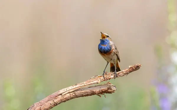 Bluethroat Luscinia Svecica Pássaro Cantando Senta Ramo — Fotografia de Stock