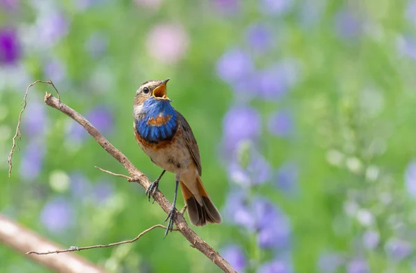 Bluethroat Luscinia Svecica Oiseau Chanteur Est Assis Sur Une Branche — Photo