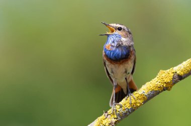 Bluethroat, Luscinia svecica. Şarkı söyleyen bir kuş güzel bir dala oturur.