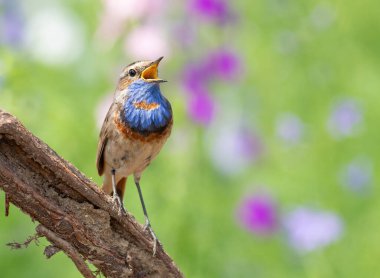 Bluethroat, Luscinia svecica. Şarkı söyleyen bir kuş güzel bir dala oturur.