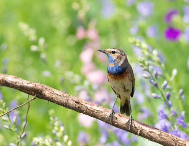 Bir dalda oturan Bluethroat, Çiçek açan bir çayırın arka planında