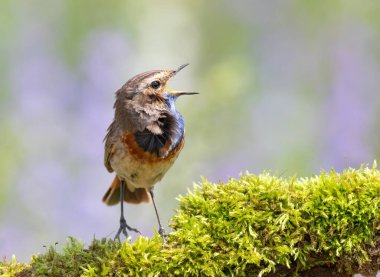 Bluethroat, Luscinia svecica. Şarkı söyleyen bir kuş güzel bir dala oturur.