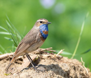 Bluethroat, Luscinia svecica. Bir kuş yerde oturuyor.