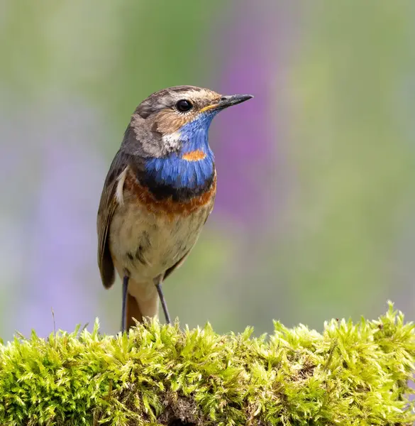 Bluethroat, Luscinia svecica. Bir kuş güzel bir dala oturur.