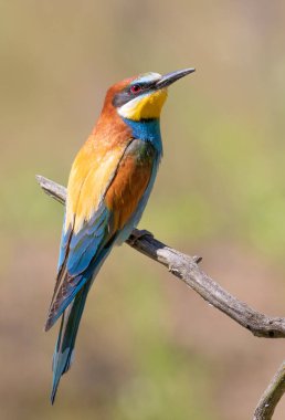 Avrupalı arı yiyici, merops apiaster. Bulanık bir arka planda güzel bir dalda oturan bir kuş.