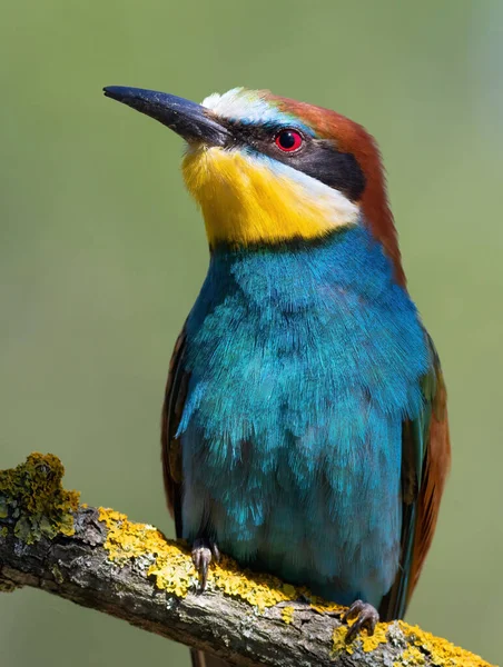 Avrupalı arı yiyici, merops apiaster. Bulanık bir arka planda güzel bir dalda oturan bir kuş.