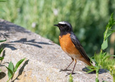 Yaygın kırmızı-başlangıç, Phoenicurus phoenicurus. Çiçek tarlasının çitinde oturan bir kuş var.