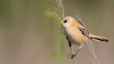 Sakallı reedling, Panurus biarmicus. Genç bir erkek saz sapında oturur.