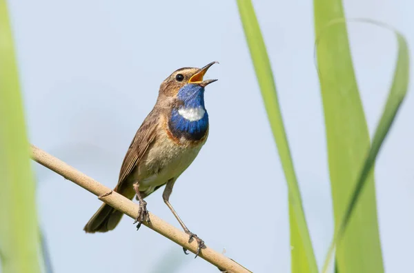 Bluethroat, Luscinia svecica. A bird sings in the early morning, sitting on a reed on the river bank