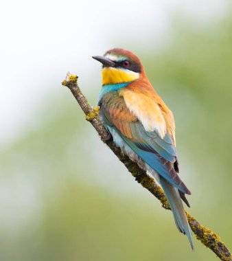 Avrupalı arı yiyici, merops apiaster. Sabahın köründe, bir kuş güzel bir dala oturur.
