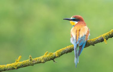 Avrupalı arı yiyici, merops apiaster. Bir kuş düz bir arkaplanda güzel bir dala oturur.