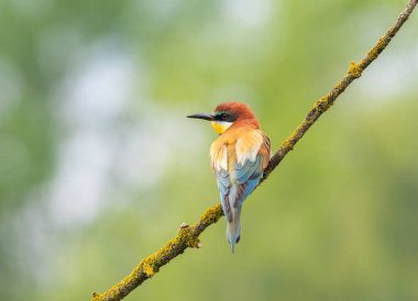 Avrupalı arı yiyici, merops apiaster. Güzel bir kuş güzel bir dala oturur.