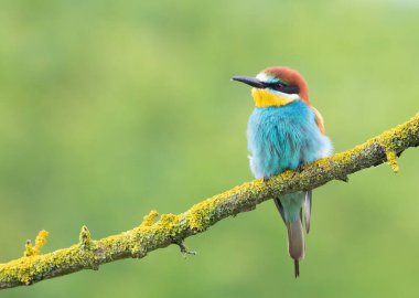 Avrupalı arı yiyici, merops apiaster. Bir kuş yeşil bulanık bir arka planda bir dala oturur