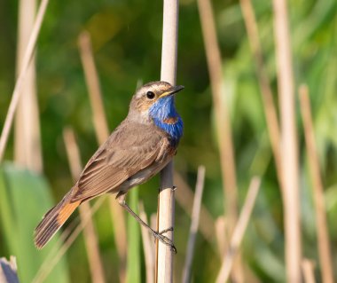 Bluethroat, Luscinia svecica. Sabahın erken saatlerinde erkek bir kuş sazlığa oturur.