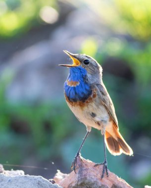 Bluethroat, Luscinia svecica. Erkek kayalıklarda otururken şarkı söyler