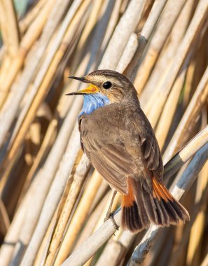 Bluethroat, Luscinia svecica. Bir erkek kuş, bir nehir kıyısında sazlığa tünemiş şarkı söyler.