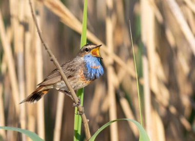 Bluethroat, Luscinia svecica. Bir erkek kuş, bir nehir kıyısında sazlığa tünemiş şarkı söyler.