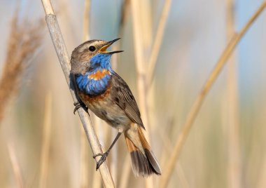 Bluethroat, Luscinia svecica. Bir erkek kuş, bir nehir kıyısında sazlığa tünemiş şarkı söyler.