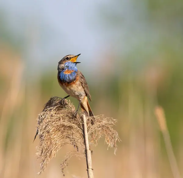 Bluethroat, Luscinia svecica. A bird sings in the early morning, sitting on a reed on the river bank