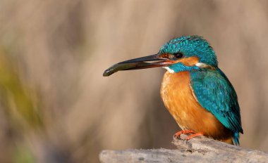 Ortak balıkçı, Alcedo bu işte. Bir kuş gagasında avıyla bir dala oturur.